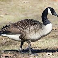 Goose